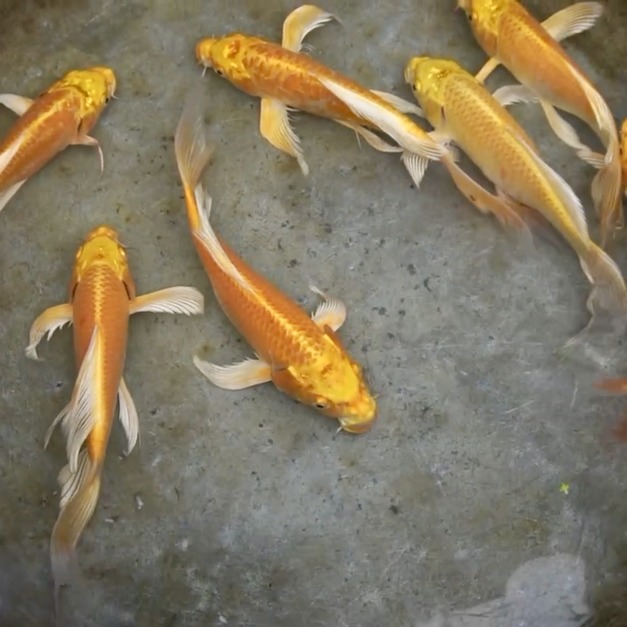 黃金龍鯉 錦鯉