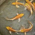 黃金龍鯉 錦鯉_1