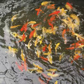 黃金龍鯉 錦鯉_2