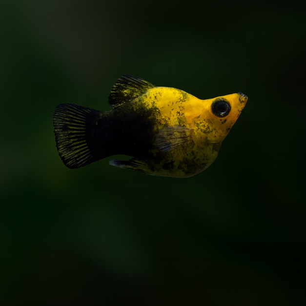 布丁球魚 熊貓球