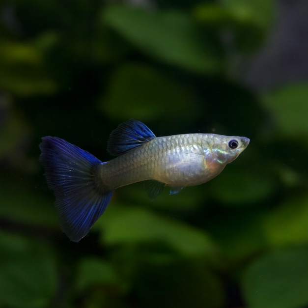莫斯科藍孔雀(對)