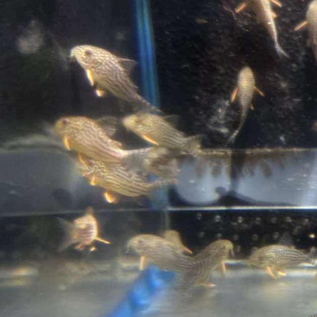 黃翅珍珠鼠L 4公分