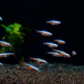 黃金紅蓮燈_3