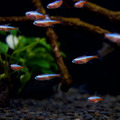 黃金紅蓮燈_1