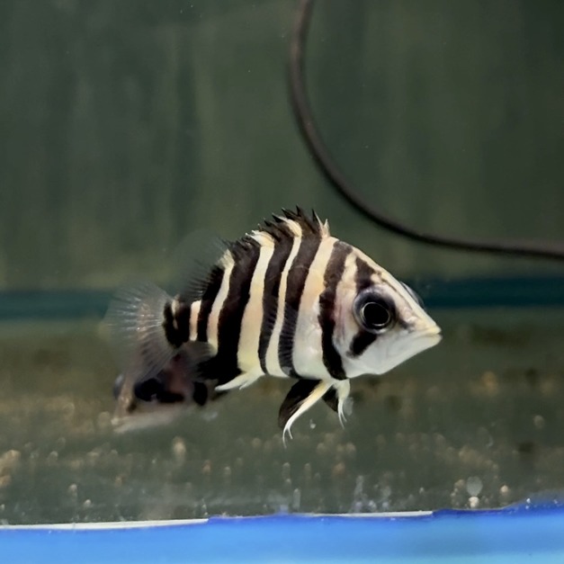 蘇門答臘虎 虎魚 5cm