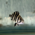蘇門答臘虎 虎魚 5cm_1