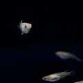 粉紅稻田魚_1