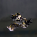 虎紋圓尾茉莉(一對）_4