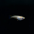 粉紅稻田魚
