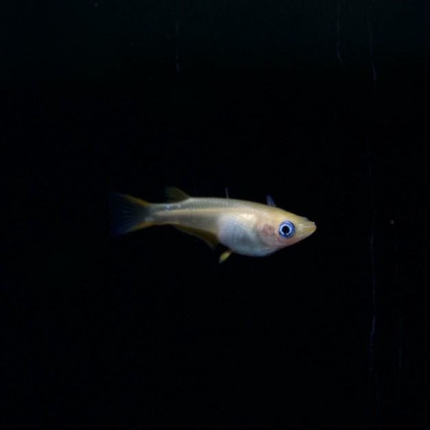 粉紅稻田魚