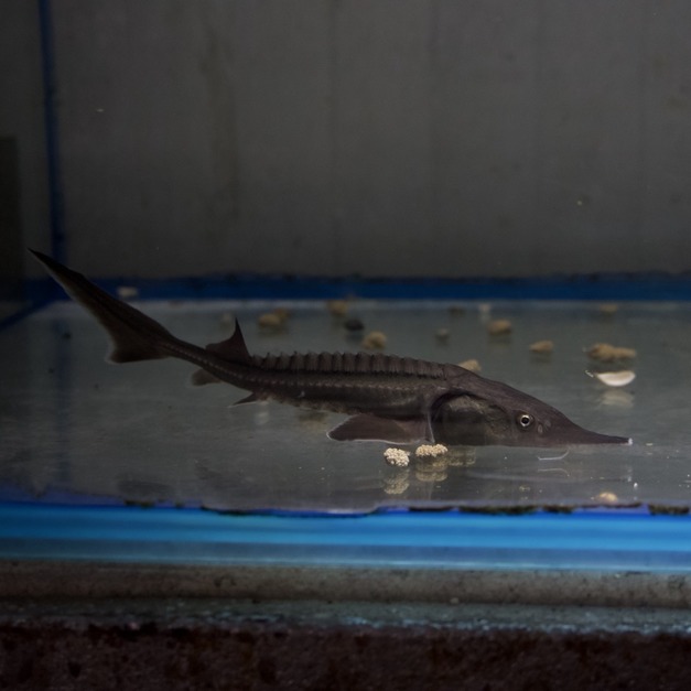 鱘龍魚(16-17cm)
