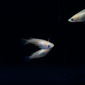 粉紅稻田魚_2