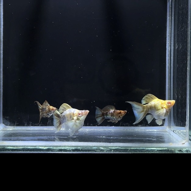 紅眼金斑馬琴尾茉莉(對)