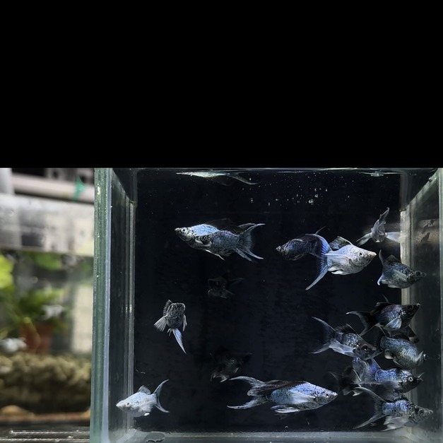 電藍琴尾（一對）