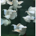 鑽石眼白金天鵝(一對）