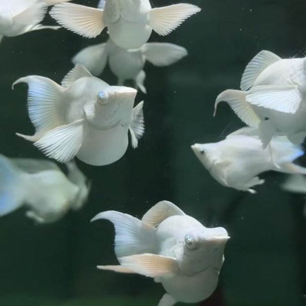 鑽石眼白金天鵝(一對）