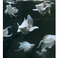 鑽石眼白金天鵝(一對）_4