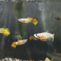 黃老虎玻璃肚孔雀魚（一對）