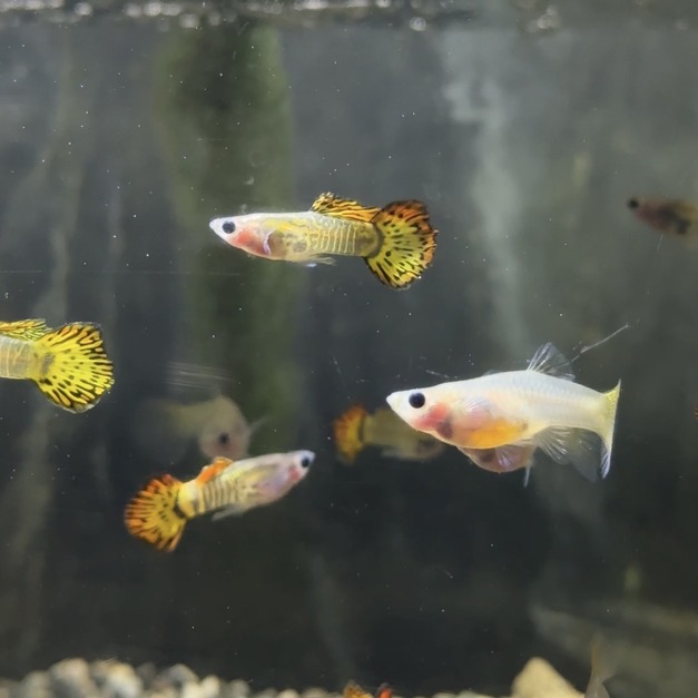 黃老虎玻璃肚孔雀魚（一對）