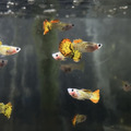 黃老虎玻璃肚孔雀魚（一對）_1