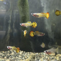 黃老虎玻璃肚孔雀魚（一對）_2