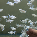 白金琴尾茉莉（1公2母）_2
