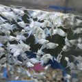 白金琴尾茉莉（1公2母）_1