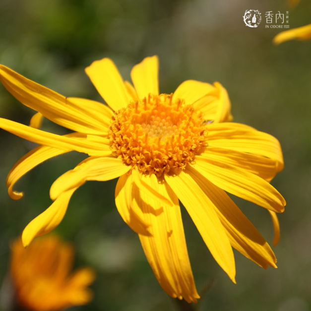 山金車浸泡油 Arnica Infused Oil