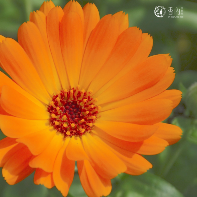 金盞花浸泡油 Calendula Infused Oil