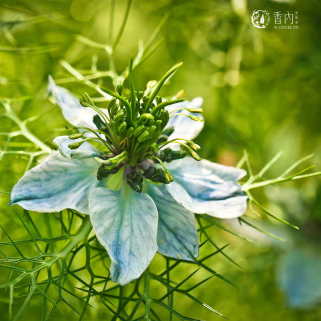 純淨初榨黑種草油 Black Seed Oil