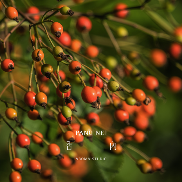 有機初榨玫瑰果油 Rosehip Oil-Organic Virgin