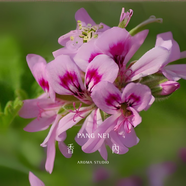 波旁天竺葵精油 Geranium Bourbon