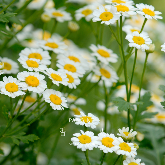 羅馬洋甘菊精油 Roman Chamomile