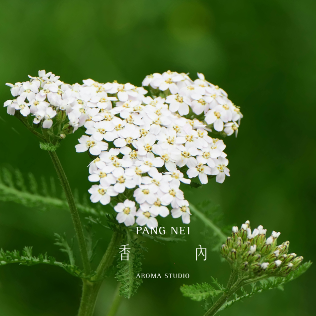 西洋蓍草精油 Yarrow