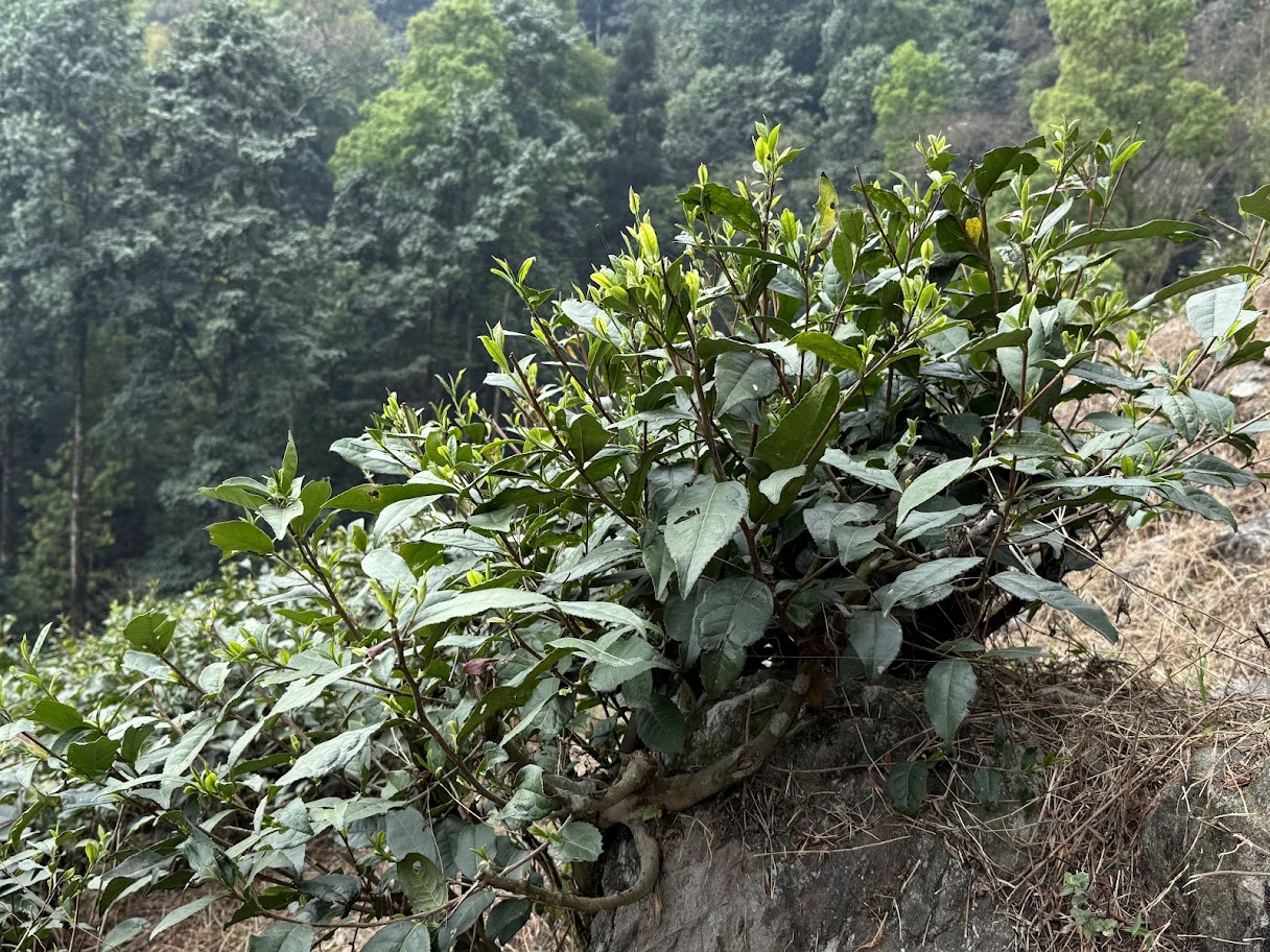 大吉嶺茶樹品種詳細資料