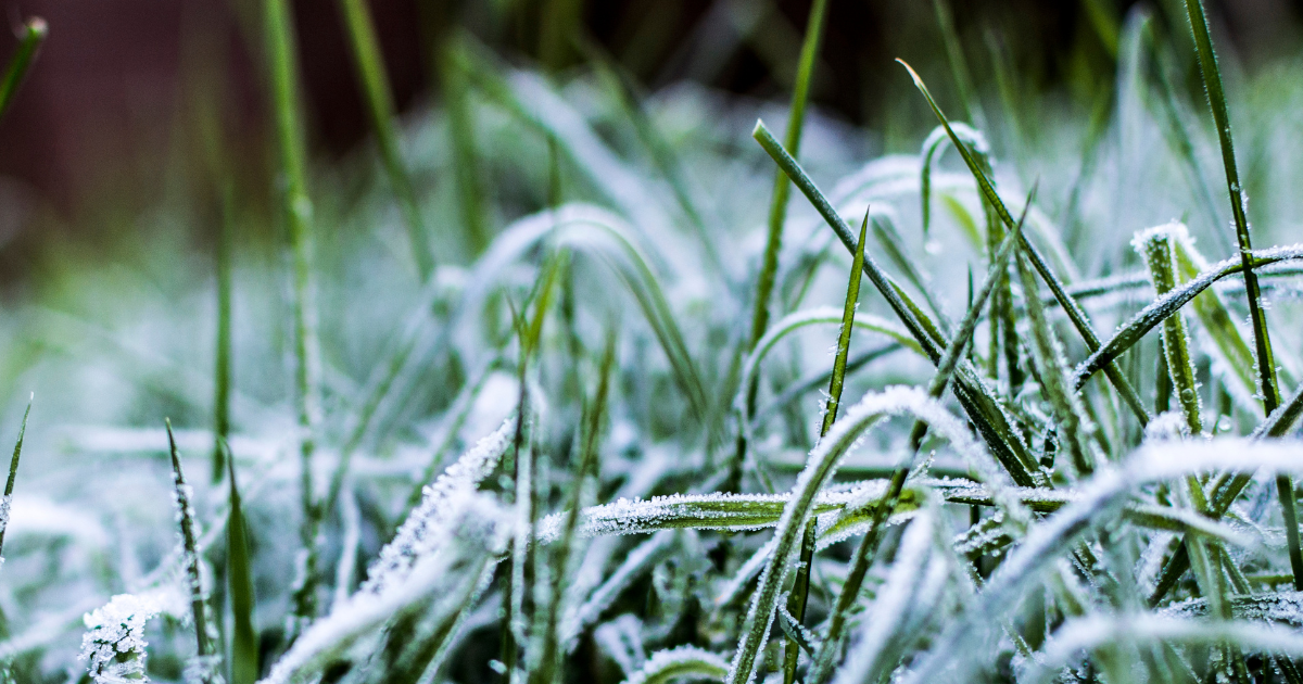 霜降節氣意象與羅勒：秋末的清新辛甜香氣