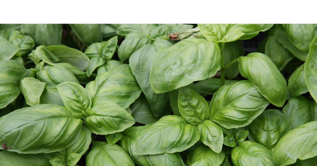 羅勒近拍：葉片、質地與清新氣味的餐桌靈感