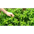 【謝富羽】無咖啡因-有機薄荷舒心茶(5入/袋)(2027/10)_2
