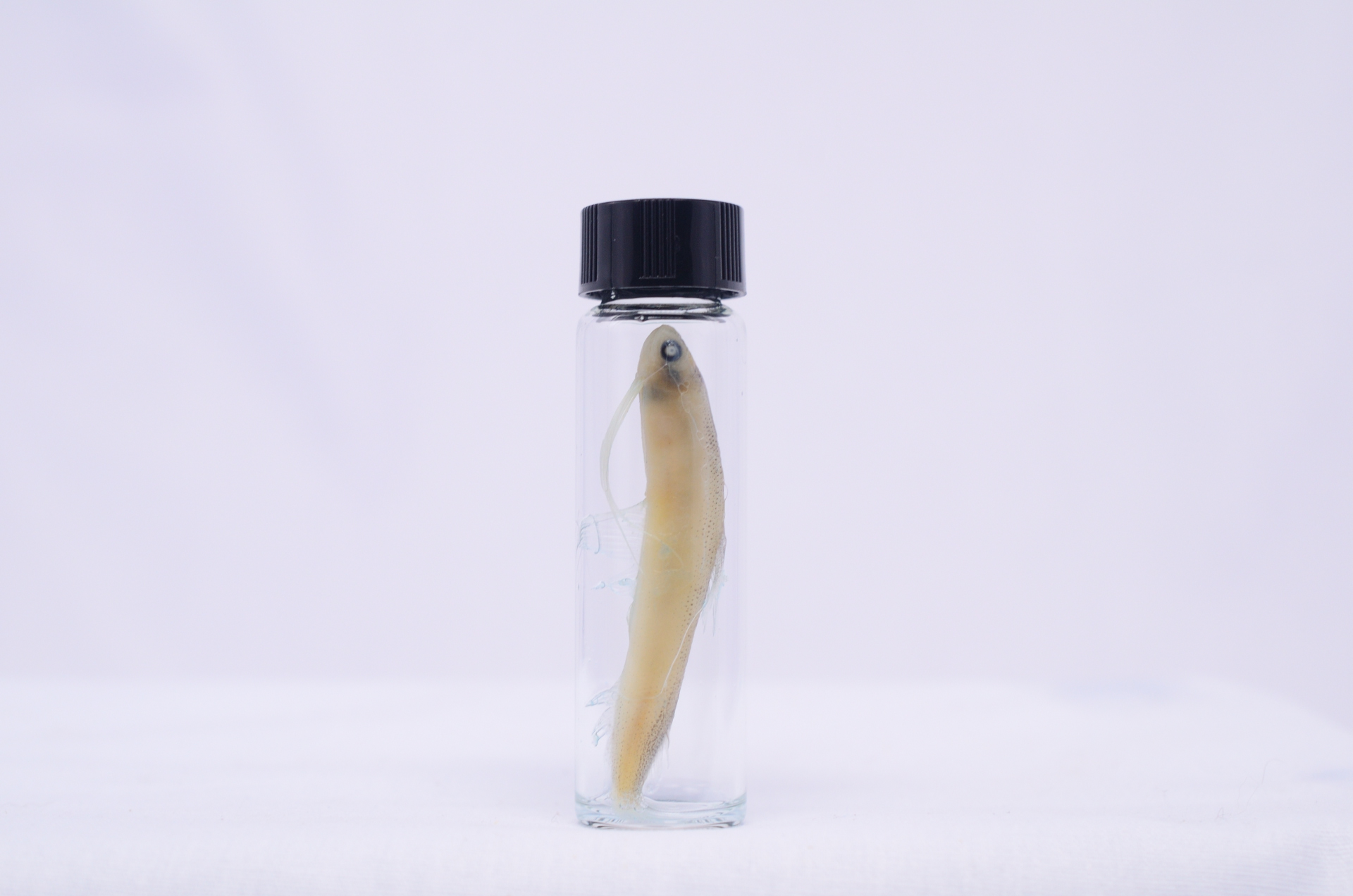 diaphonization_Formalin_Step1