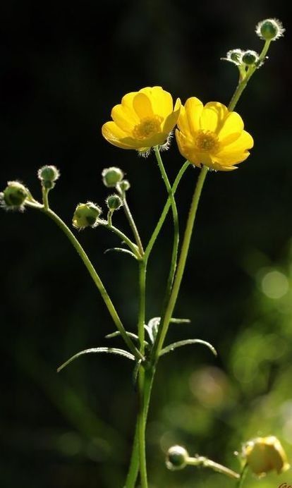 Vol. 11月見草- 肌膚水合力的天然密鑰
