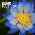 藍蓮花精油