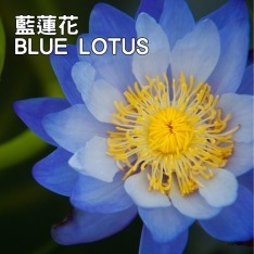 藍蓮花精油