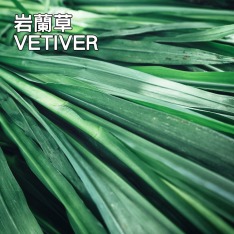 岩蘭草精油