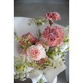 雙色康乃馨花束_1
