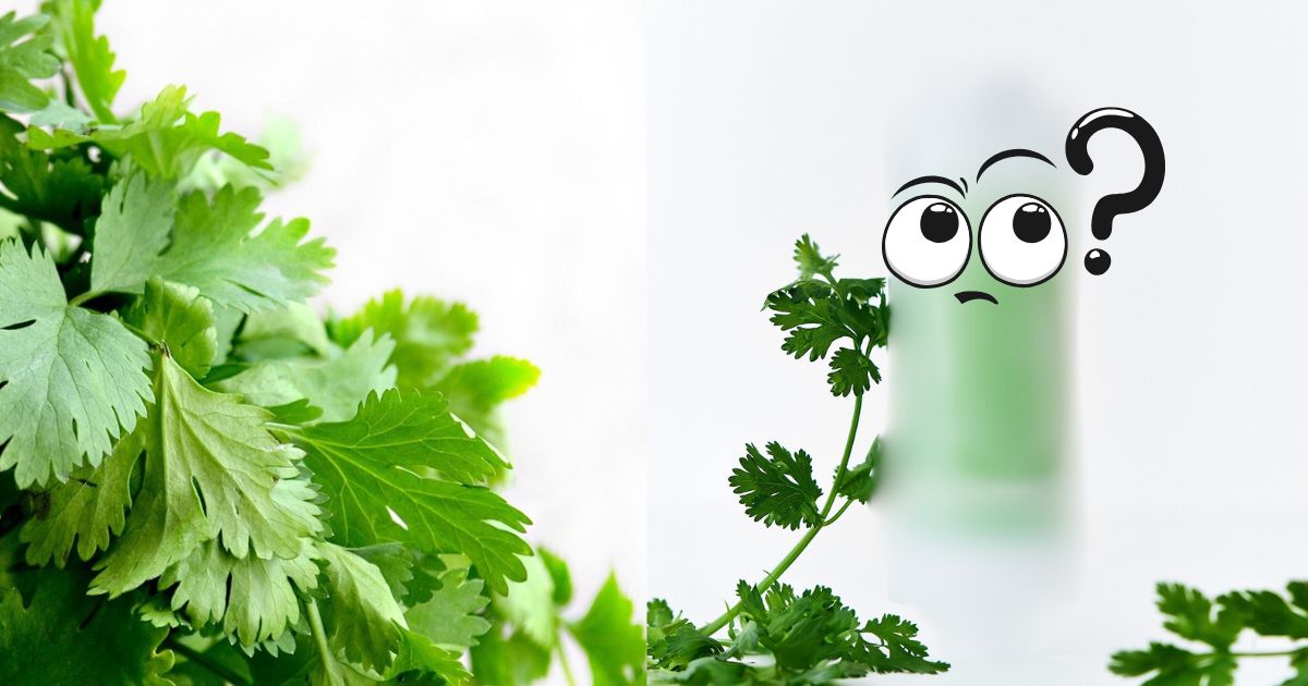 🥬香菜宇宙擴張中！香菜不只可以吃 竟然還能變香水？現在連洗澡都能聞到香菜味！