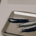 摸個魚圓珠筆(1支)_3