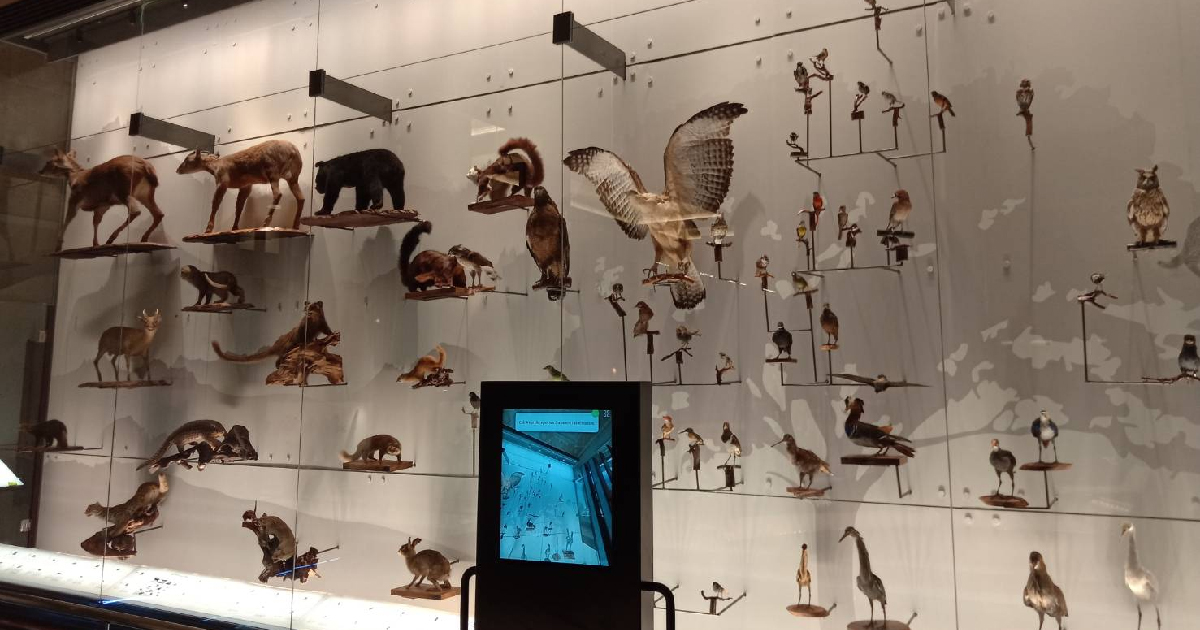藍訊科技執行 國立臺灣博物館 生物光牆展示區 MR混合實境定位觸控導覽