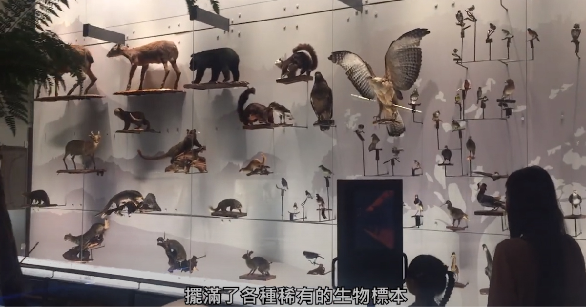 探索古生物世界！藍訊科技執行【國立臺灣博物館】多媒體互動裝置_三葉蟲3D動畫 復活菊石 光牆定位觸控導覽 透明顯示器放大琥珀 3