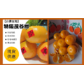 台灣在地特級茂谷柑系列