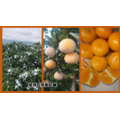 台灣在地特級茂谷柑系列_2